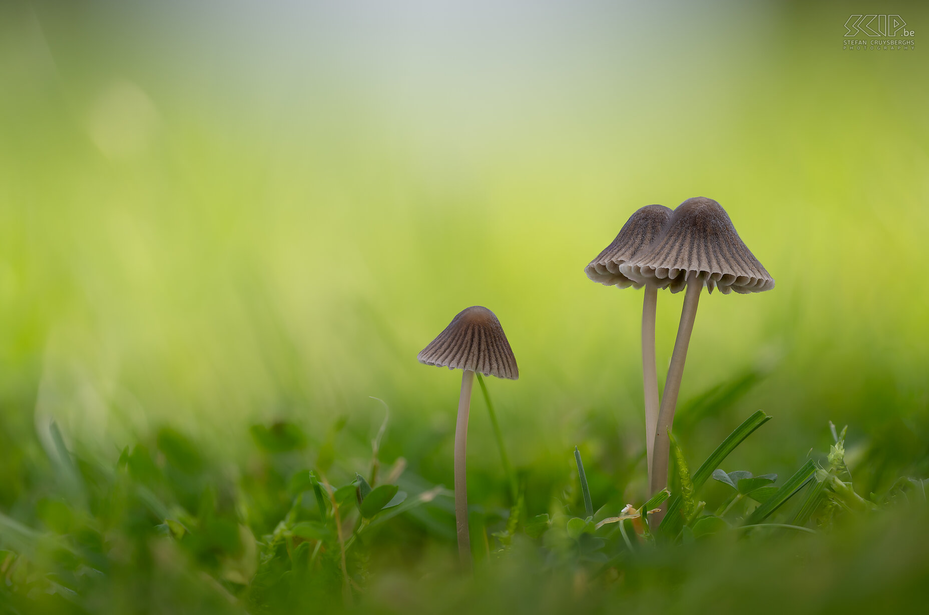 Paddenstoelen - Stinkmycena Deze herfst duiken er weer zeer veel prachtige paddenstoelen en zwammen op in onze bossen en tuinen Stefan Cruysberghs